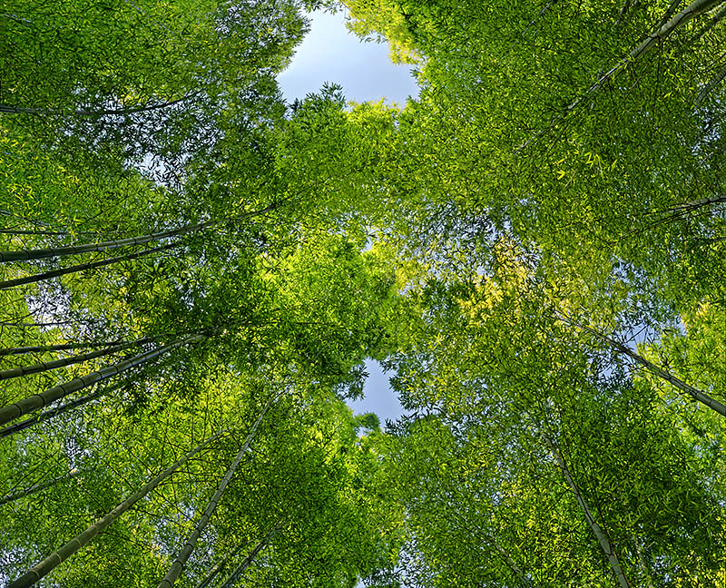 Bamboo 01